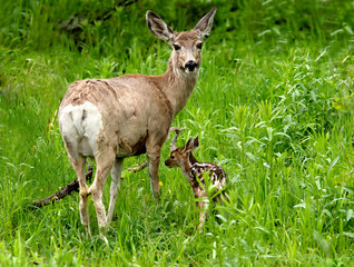 mother and fawn