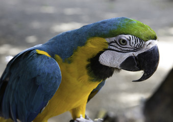 bird in tropical labirinth