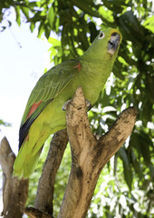 bird in tropical labirinth
