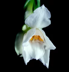 Papier Peint photo Lavable Iris white iris