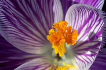 Light filtering roller blinds Crocuses purple and white crocus flower 2