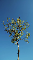 small tree on blue background