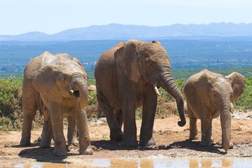 thirsty elephants