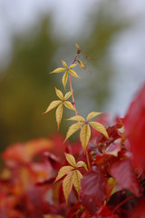 red and yellow wine leaves