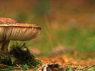 toadstool with copyspace