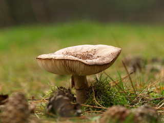 toadstool