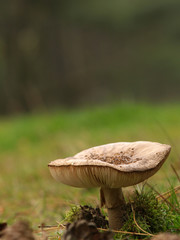 toadstool with copyspace