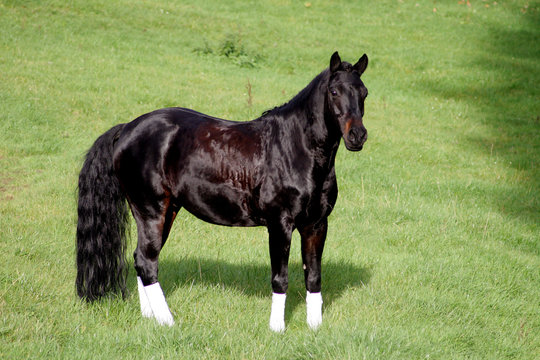 Rappe Images – Parcourir 3,269 le catalogue de photos, vecteurs et ...