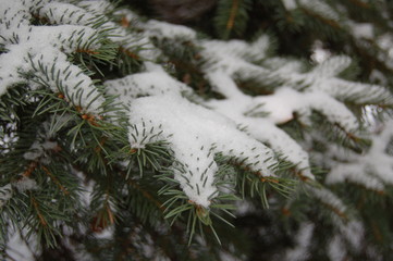 spruce tree branch in snow