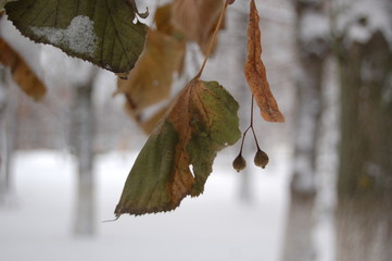 leaves in snow