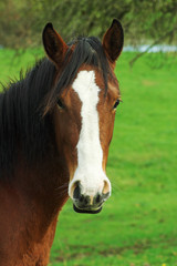 Obraz premium portrait de cheval