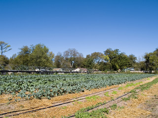organic farm