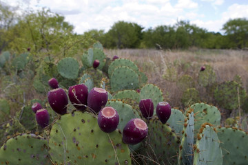 Prickly pear cactus fruit ripe and purple on a plant in fall © Guy Sagi