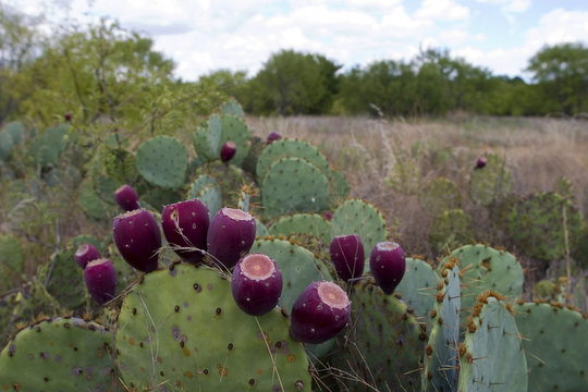 Prickly pear cactus fruit ripe and purple on a plant in fall