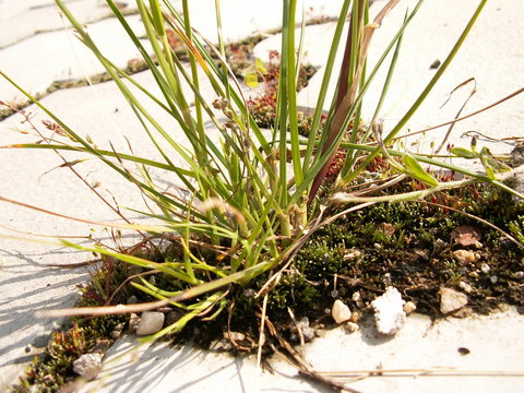 mini world