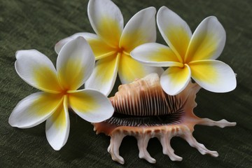 plumeria flowers and shell