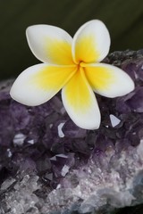 plumeria flower and amethyst crystal