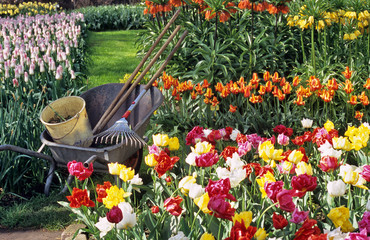 spring bulb gardening