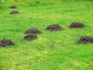 rasen mit  maulwurfshügel