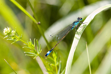 Naklejka premium blue dragonfly on pond