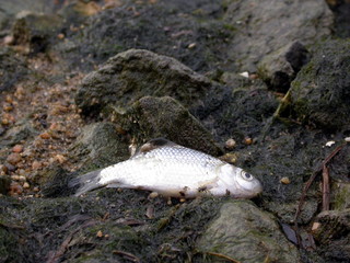 dead fish