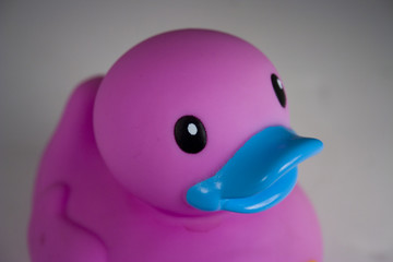 pink duck