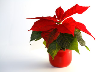 weihnachtsstern