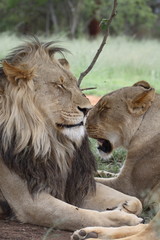 african lion resting