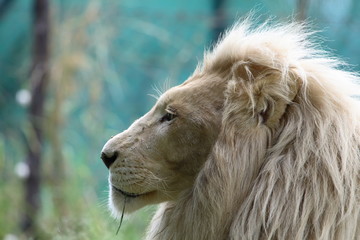 white lion