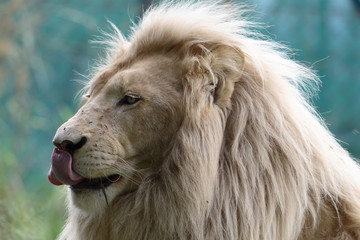 white lion