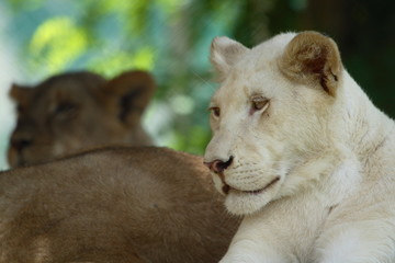 white lion female