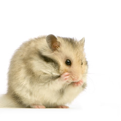 hamster