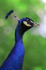 Naklejka premium stolzer pfau