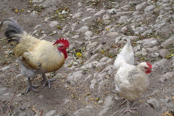 le coq et sa poule