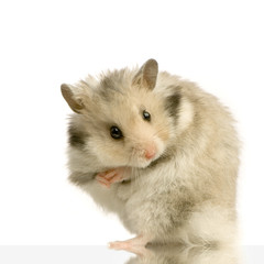 hamster