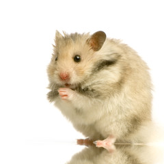 hamster