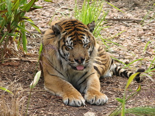 tiger