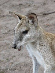 wallaby