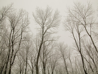 frozen treeline