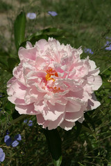pink peony (paeonia)