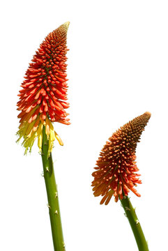 pair of red hot poker flowers