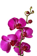Obraz na płótnie Canvas różowa orchidea