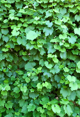 Fototapeta na wymiar background of vine leaves #2