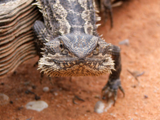 Obraz premium bearded dragon