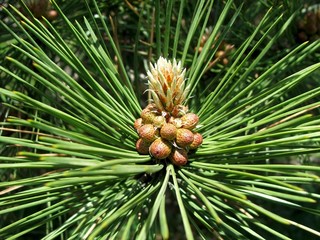 pineapple or pine?