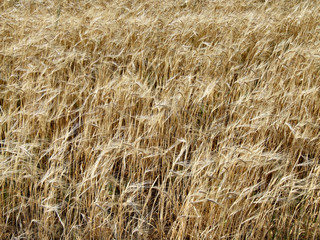 fields of barley - background