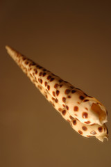 Obraz premium a spiral shell