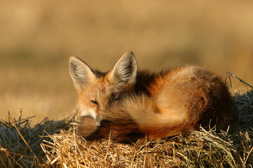 lazy fox