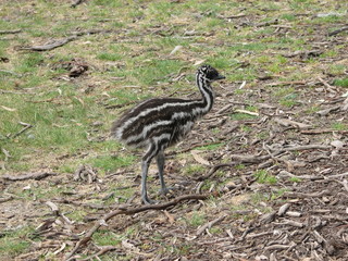 emu chick