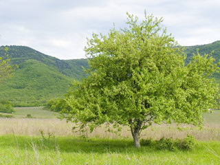 Obraz premium lonely tree